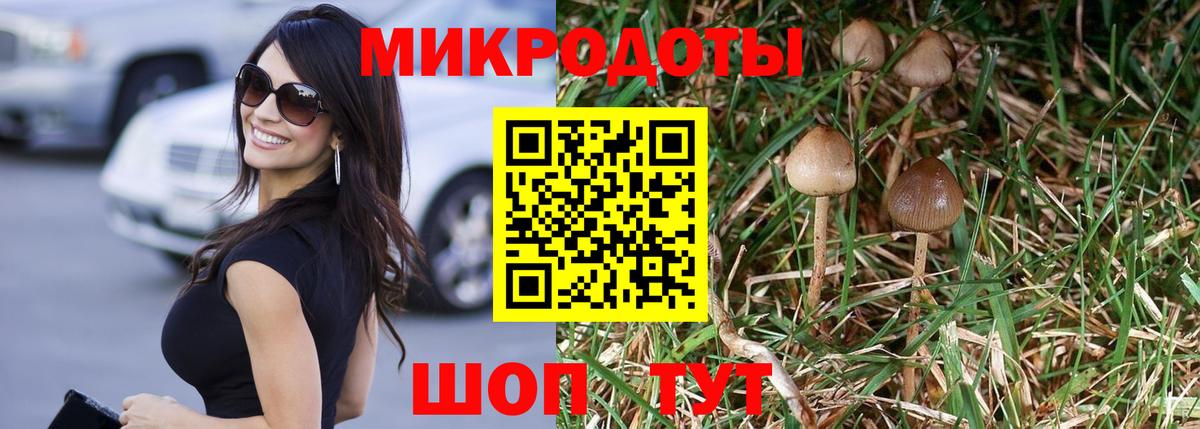 Псилоцибиновые грибы Psilocybe Кингисепп