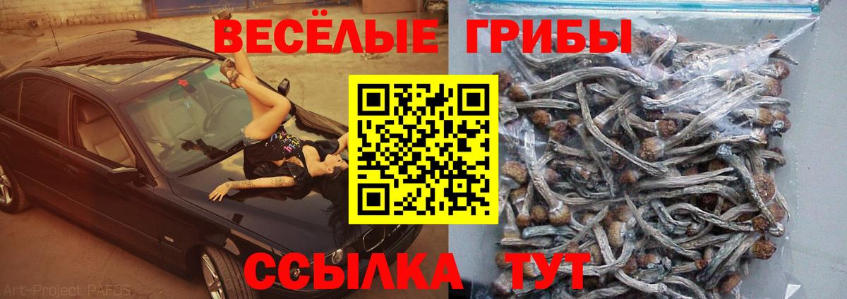 Кингисепп  Псилоцибиновые грибы Magic Shrooms  Галлюциногенные грибы Magic Shrooms  Вход с VPN 